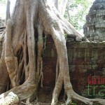 Ta Phrom in Siem Reap, Cambodia- Thailand, Vietnam and Cambodia tour 23 days