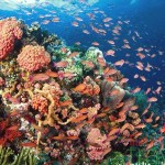 Diving Mergui Archipelago