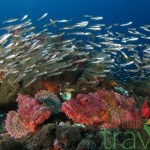 Diving Mergui Archipelago1