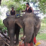 Elephant riding - Culture extension 5 day tour