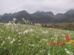 Spring in the North of Vietnam