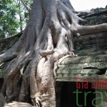 Ta Prohm - Cambodia Nature 15 day toura
