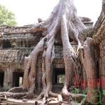 Ta Prohm-Cambodia honeymoon 6 day tour