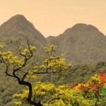 Tam Dao National park-Vietnam Bird Watching Tour 7 Days